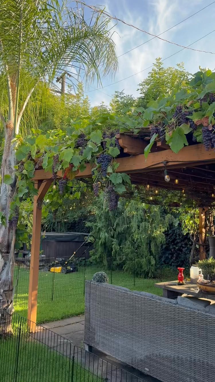 Wooden pergola with purple grapes hanging over a garden seating area and lawn