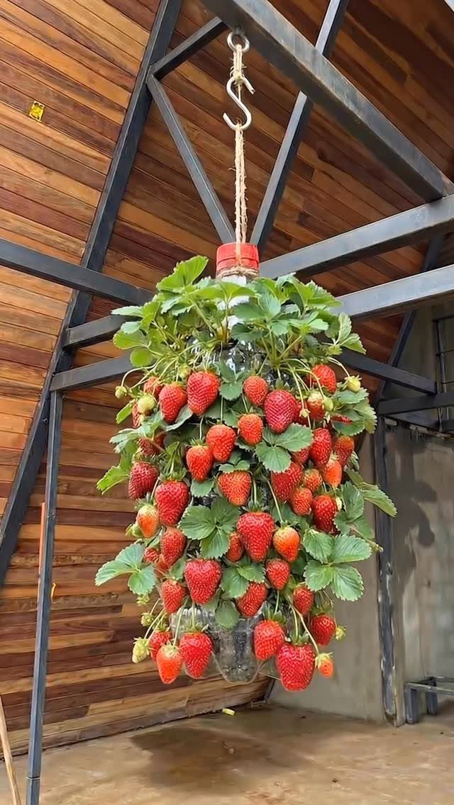 Hanging planter with ripe red strawberries and green leaves suspended from a metal beam.