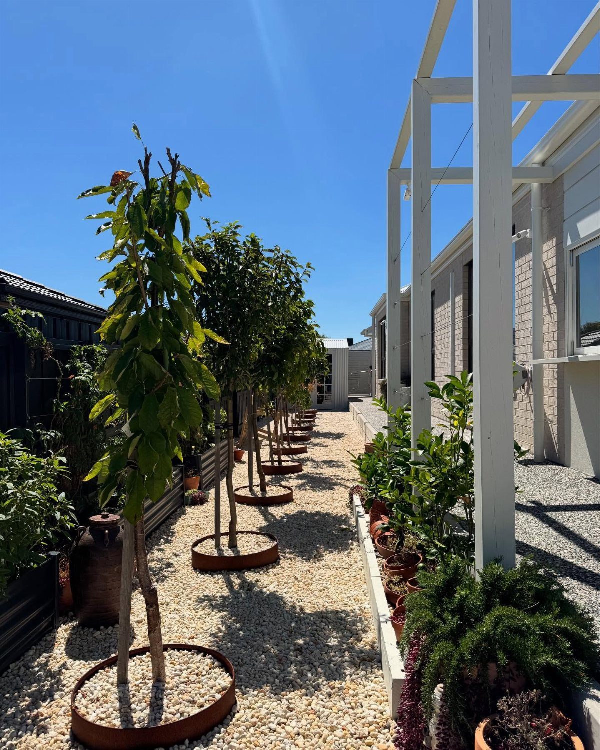 Small fruit trees in metal rings along a gravel path with a white pergola.