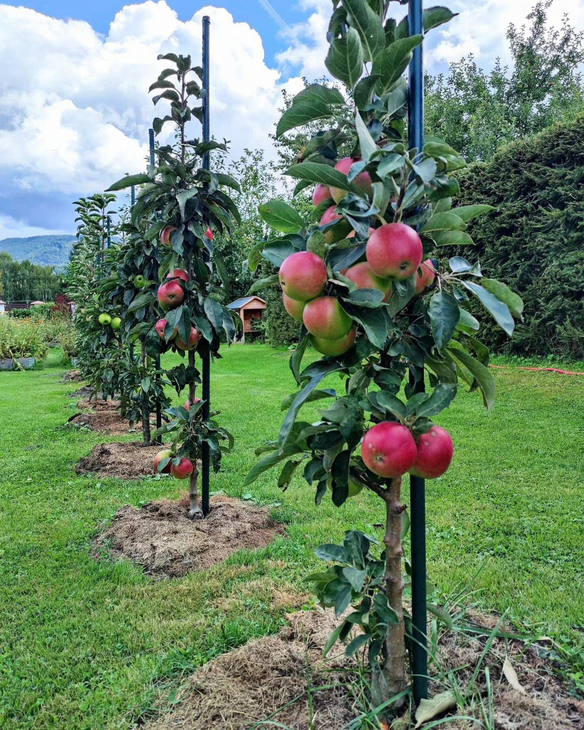 Columnar apple trees with red fruit and brown organic mulch at their bases.
