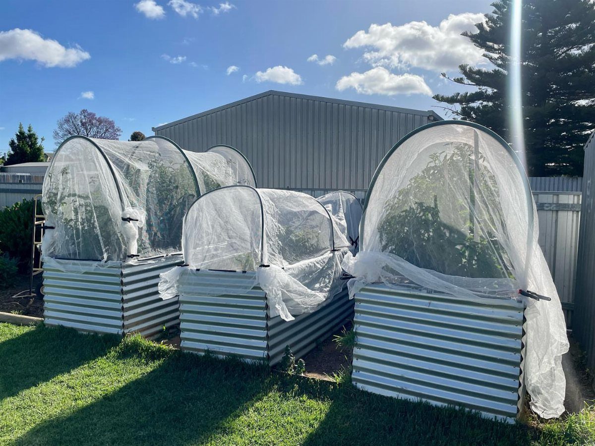 Raised garden beds with white mesh netting covers to protect plants from wildlife.