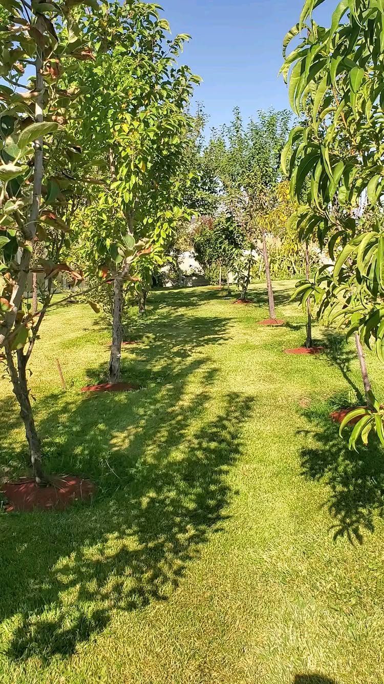 Rows of young fruit trees with red mulch rings in a green lawn