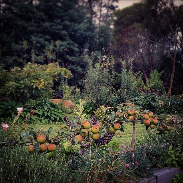 Low-growing apple tree with ripe fruit in a lush, landscaped fruit garden.