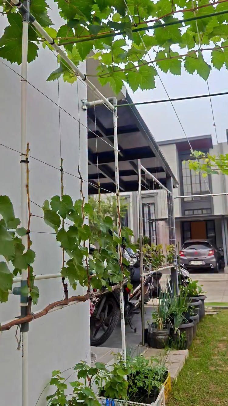 Grape vines growing on a white metal trellis against a white exterior wall.