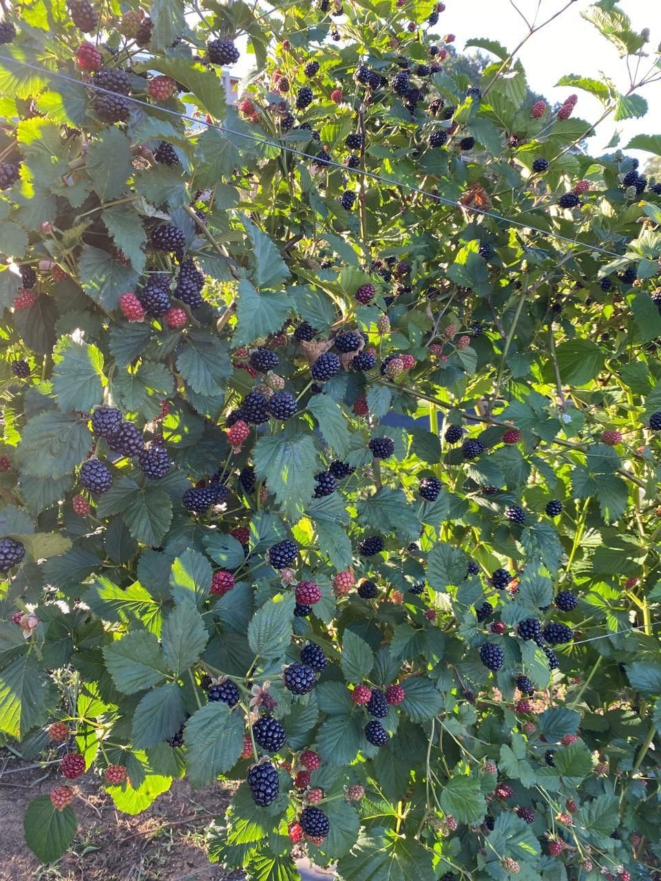 Blackberry bush laden with ripe black berries and green leaves in a garden.
