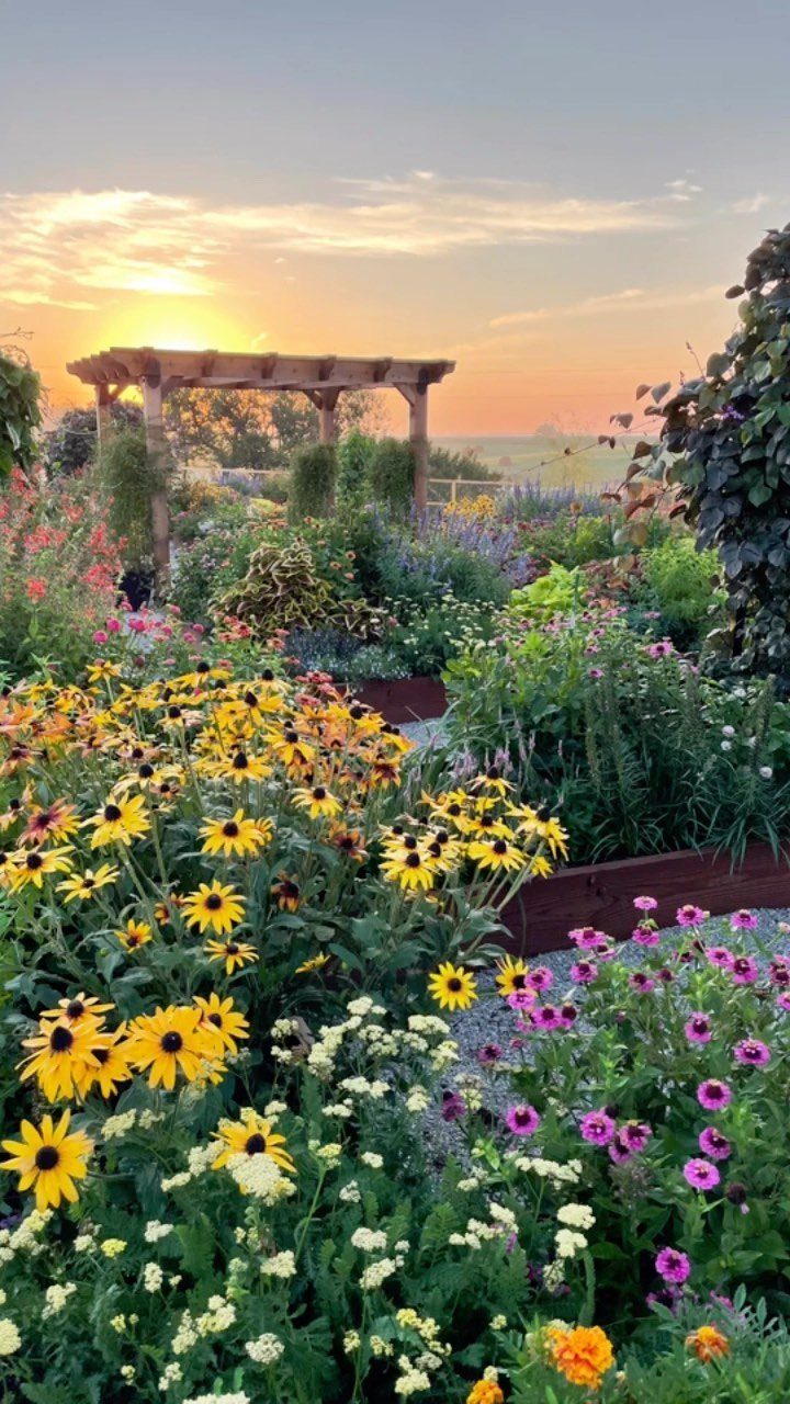 Wooden pergola in a colorful flower garden with yellow and purple blooms at sunset