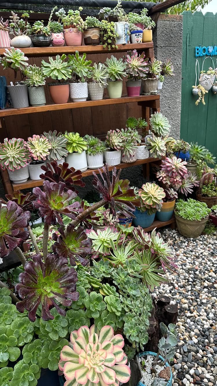 Succulent plants in pots on wooden shelves and in a pebble garden.