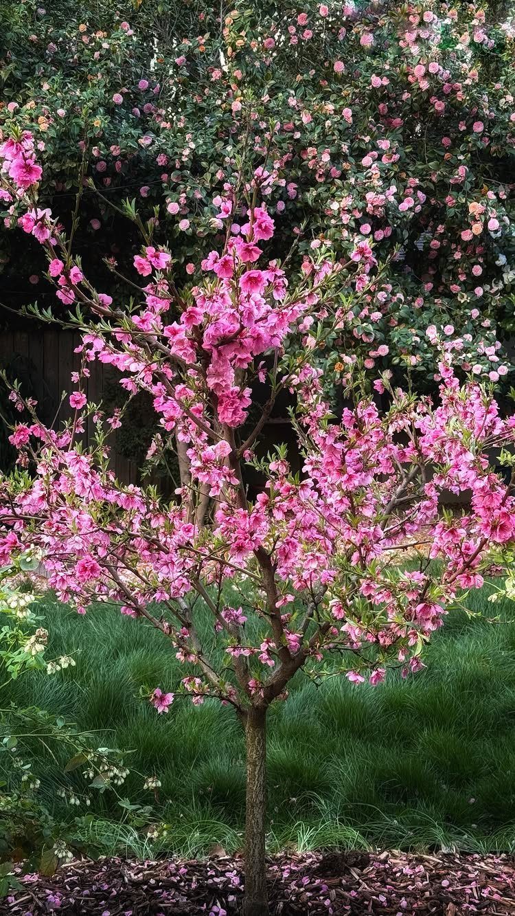 Pink flowering tree standing as a focal point in a lush green garden