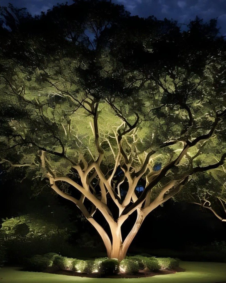 Large tree with branching trunks illuminated by warm uplighting at night