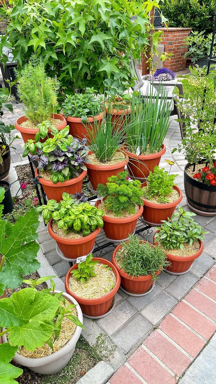 Various green herbs growing in terracotta pots on a stone patio garden stand.