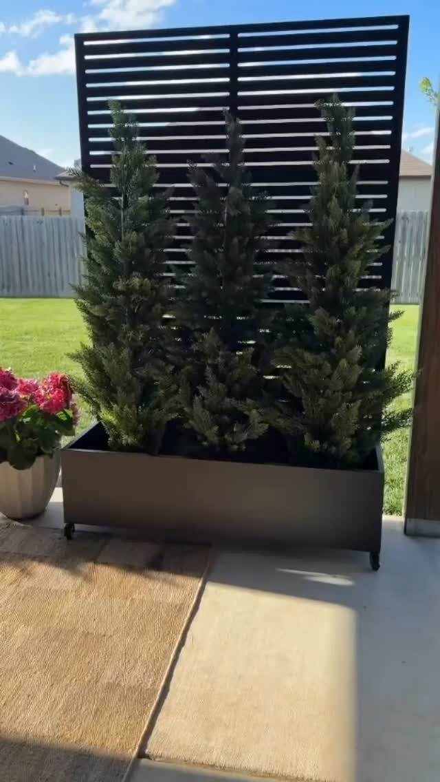 Evergreen trees in a brown rectangular planter against a black slatted privacy screen.
