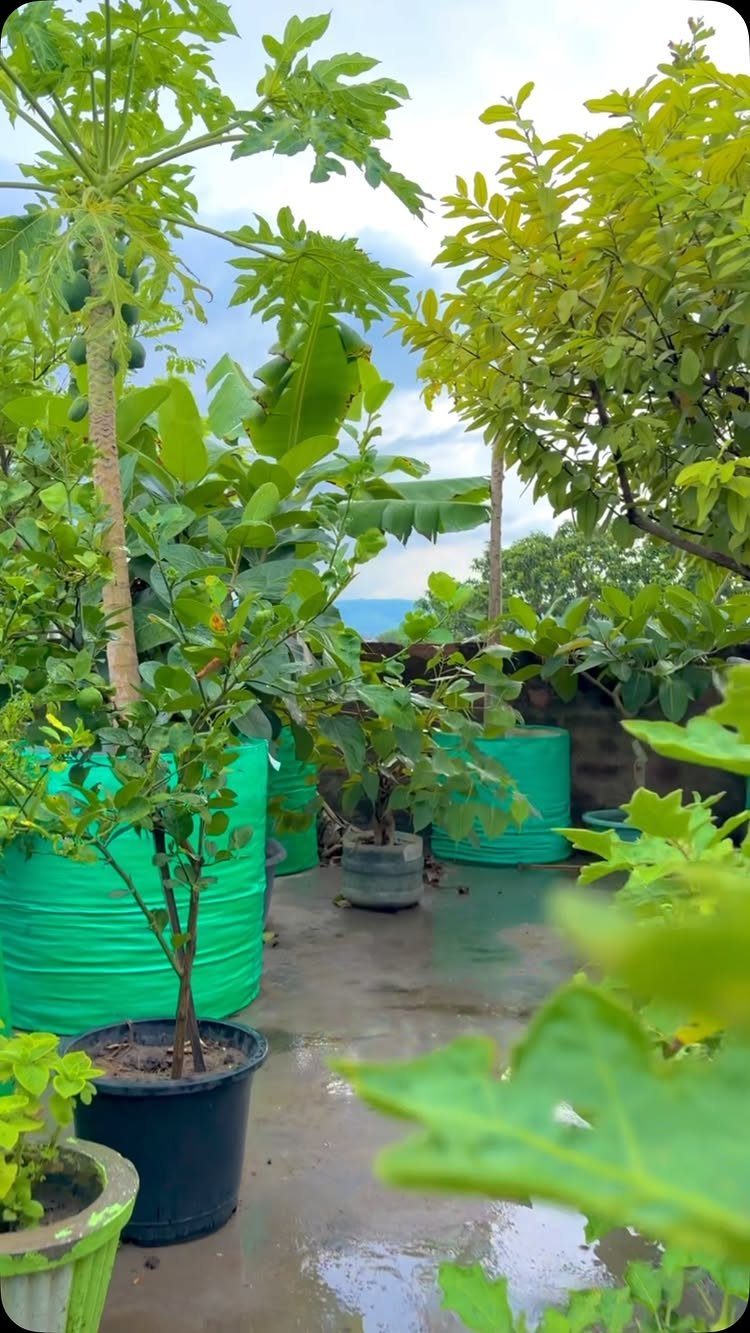 Potted plants and trees in green drums on a wet concrete rooftop terrace.