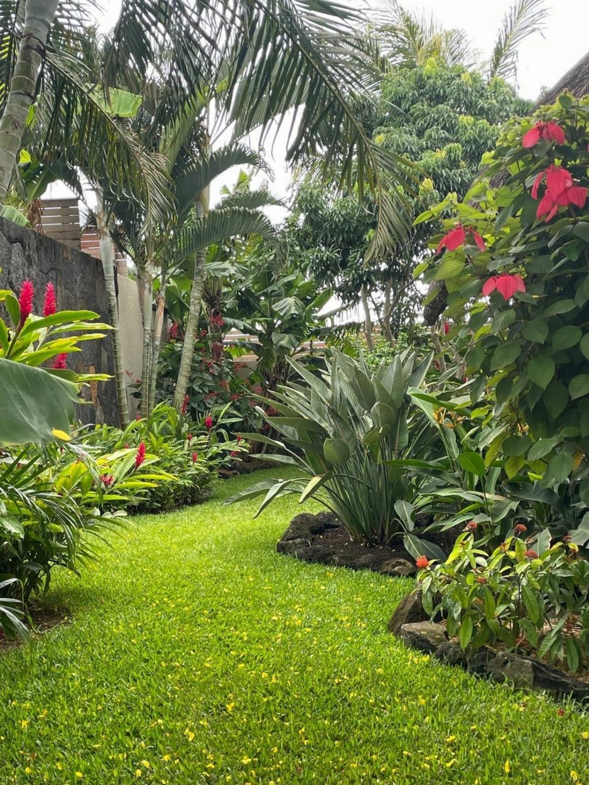 Lush tropical garden with palm trees, red flowers, and a green grass path.