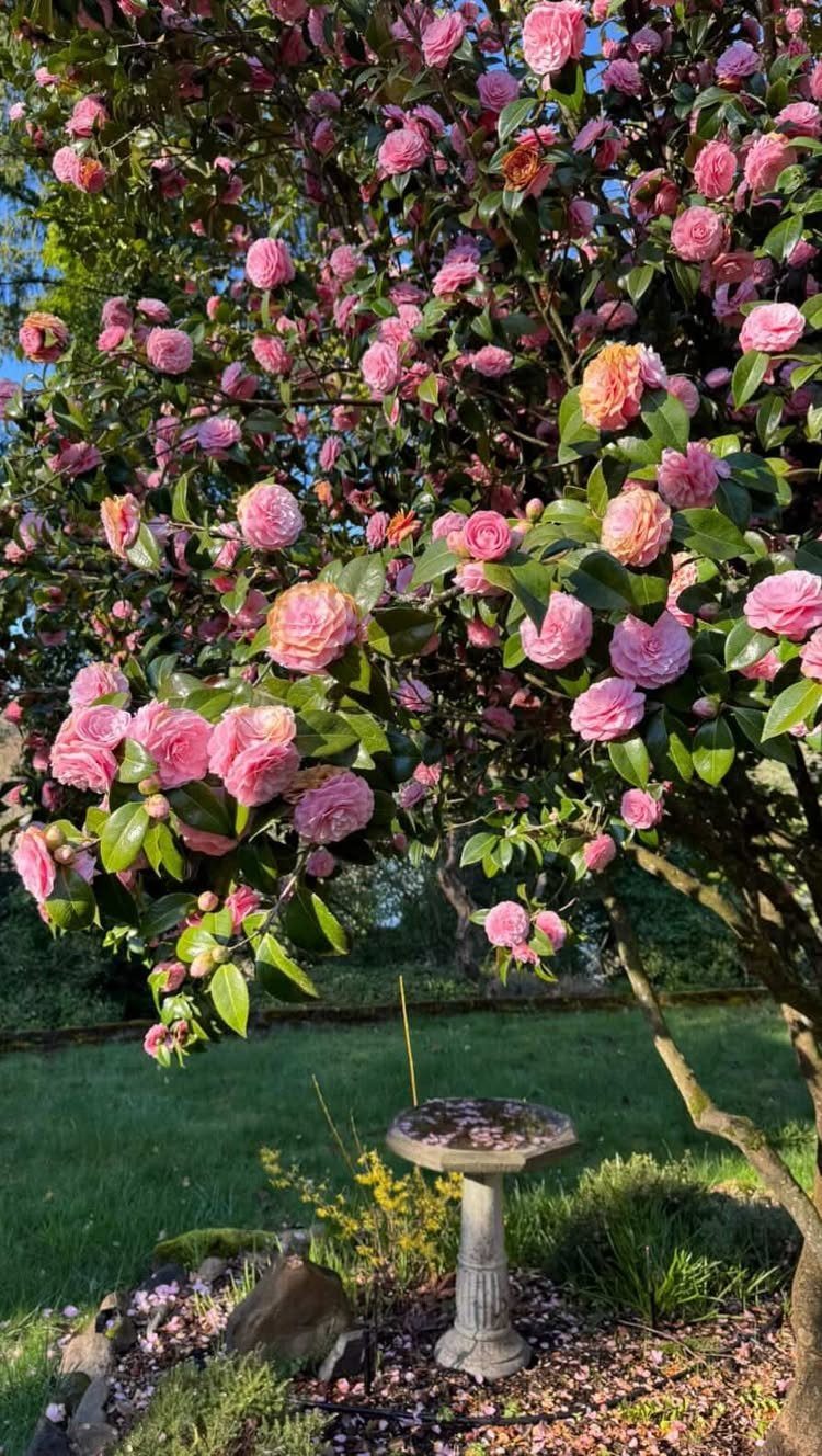 Pink camellia shrub in full bloom next to a stone birdbath in a garden.