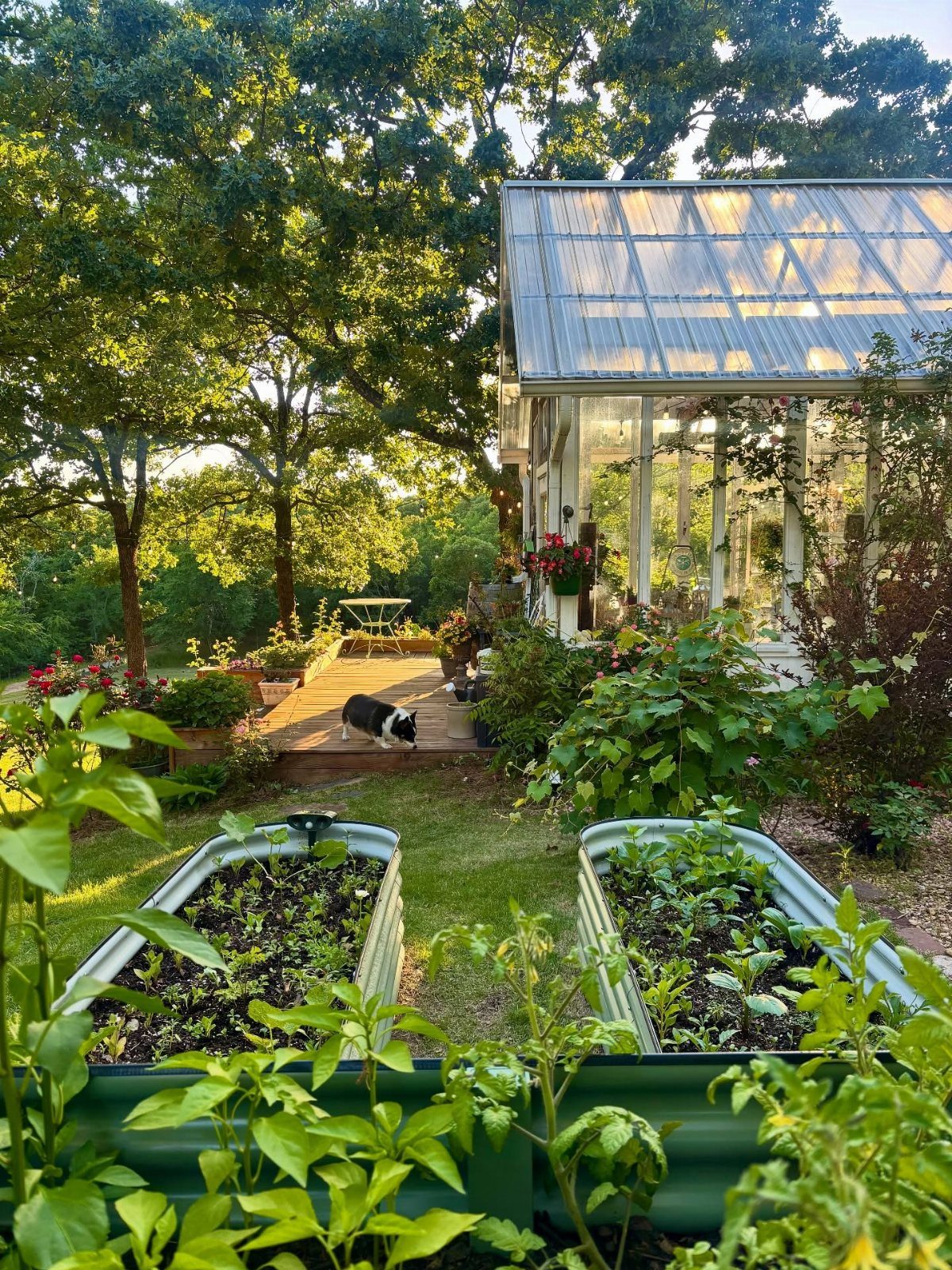 Glass greenhouse in a lush garden with raised metal planting beds and a dog.