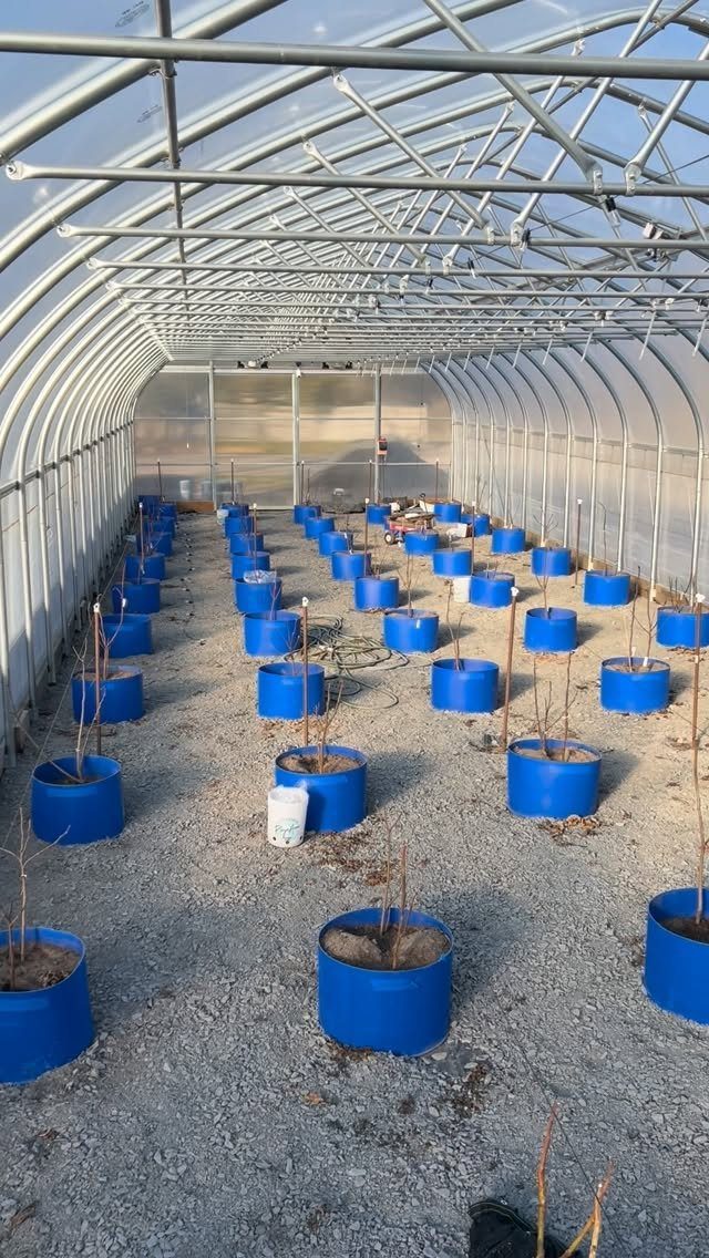 Greenhouse interior with rows of blue plant pots on a gravel floor.