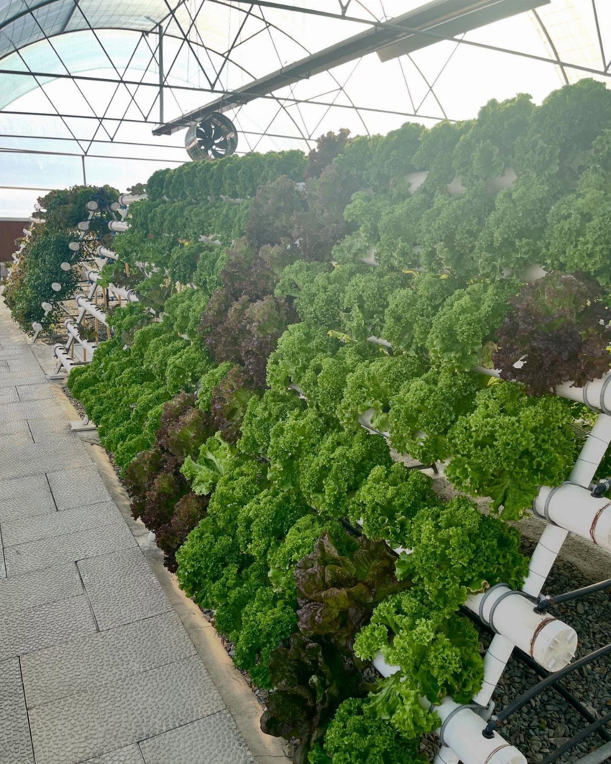Lettuce growing in white PVC pipes in a vertical hydroponic system inside a greenhouse.