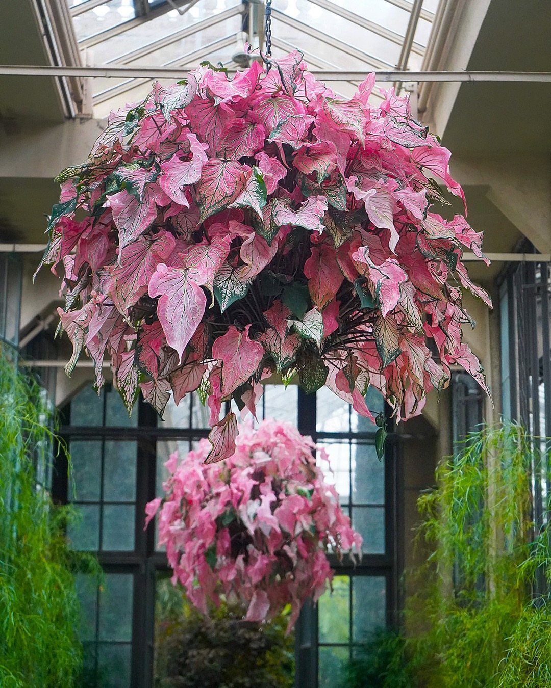 Pink variegated foliage in hanging baskets inside a bright glass greenhouse structure.