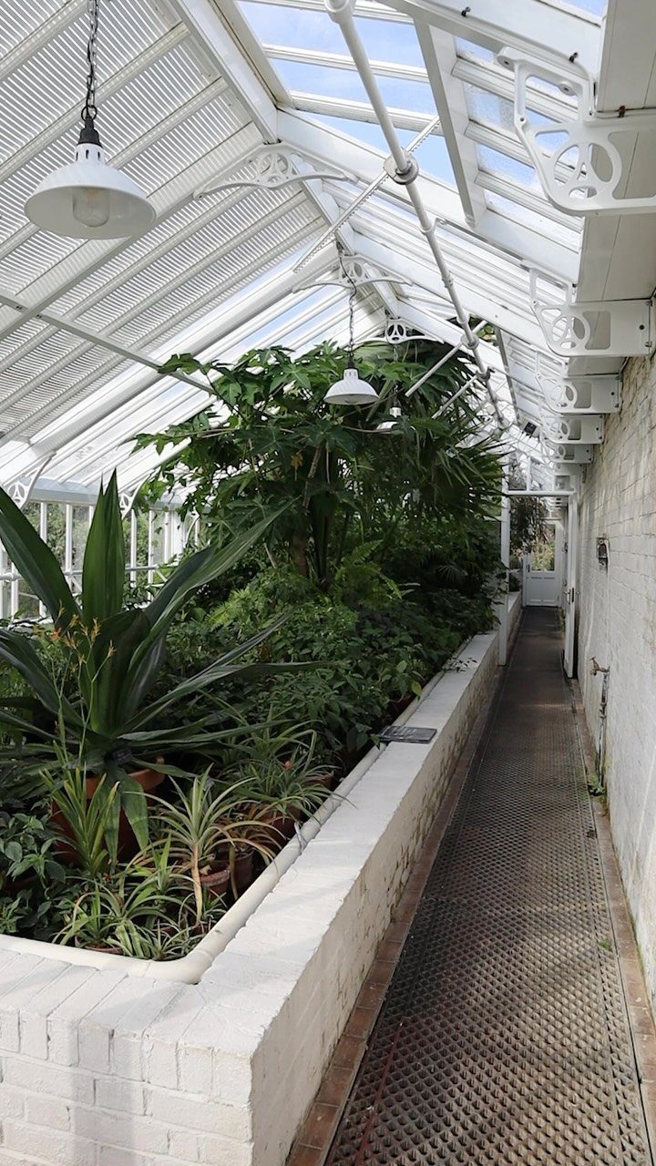 White Victorian greenhouse interior with lush tropical plants in a long brick planter.