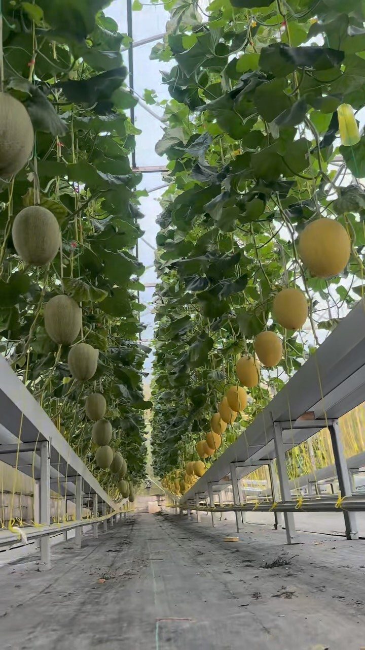 Green House Layout: 17 Ideas for Benches, Beds and Lighting 7 Melons hanging from vines in a long greenhouse aisle with white metal shelving