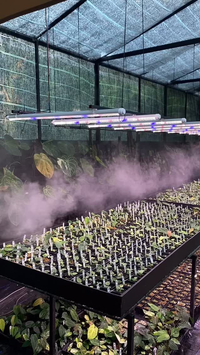 Green House Layout: 17 Ideas for Benches, Beds and Lighting 12 Purple grow lights suspended over rows of small plants in a misty greenhouse.