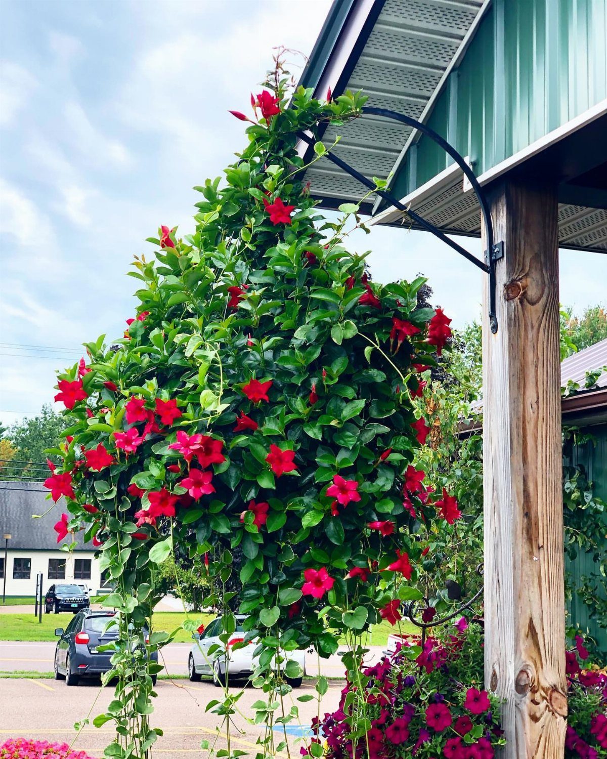 Green House Layout: 17 Ideas for Benches, Beds and Lighting 8 Hanging basket with red flowers suspended from a black bracket on a wooden post.