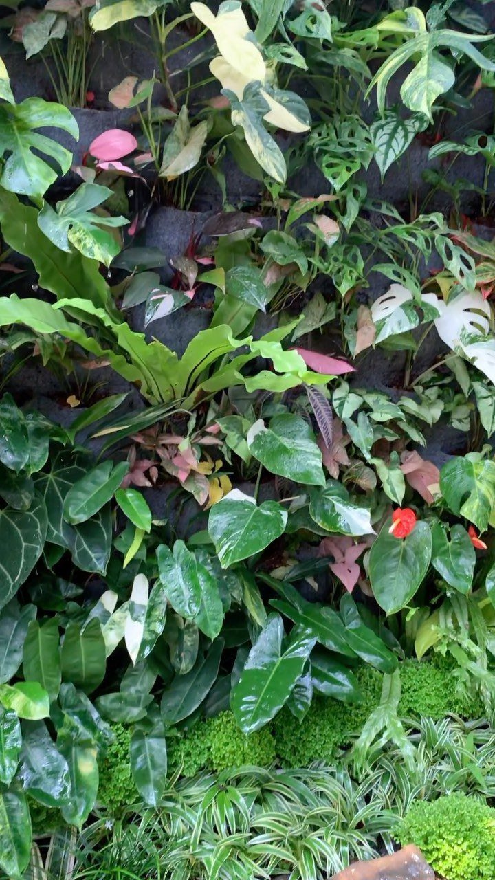 Green House Layout: 17 Ideas for Benches, Beds and Lighting 9 Vertical wall of diverse green and variegated tropical plants in a planting system.