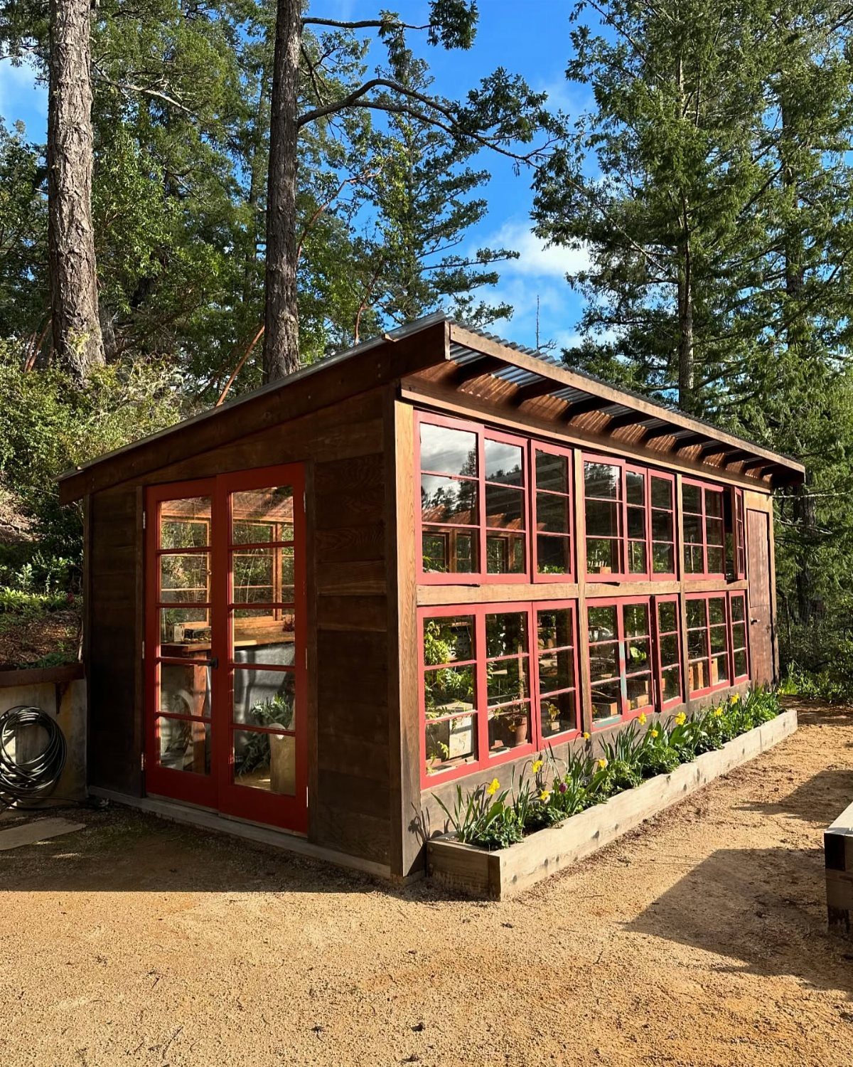Wooden greenhouse with red window frames and yellow flowers in a forest setting