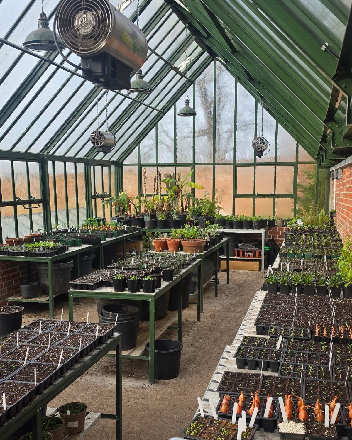 Greenhouse interior with organized rows of seedling trays on metal tables and a walkway.