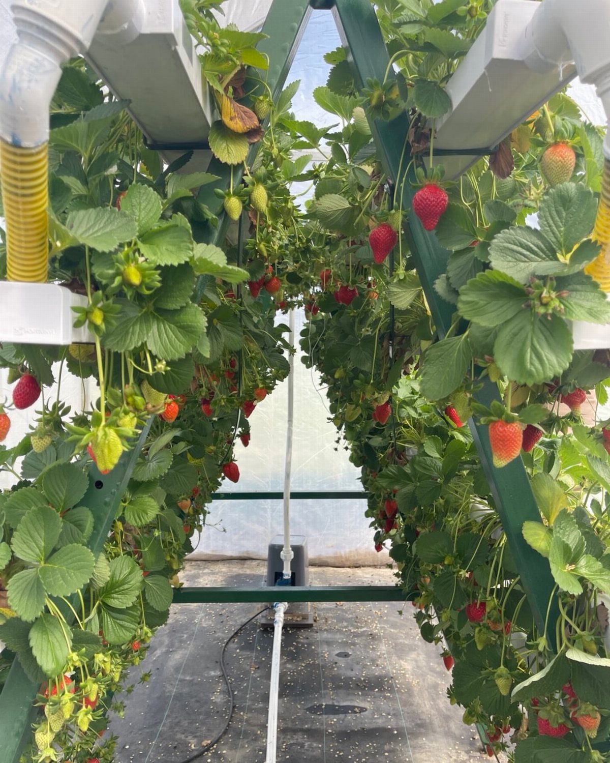 Strawberry plants growing in elevated white gutters within a greenhouse structure.