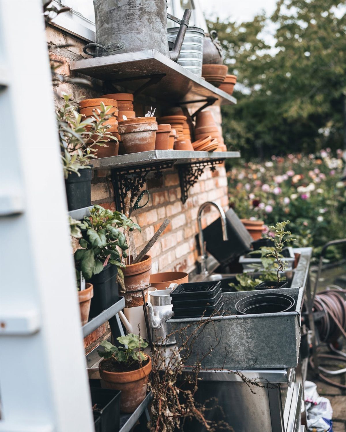 Terracotta pots and plants arranged on metal stacked shelving against a brick wall.