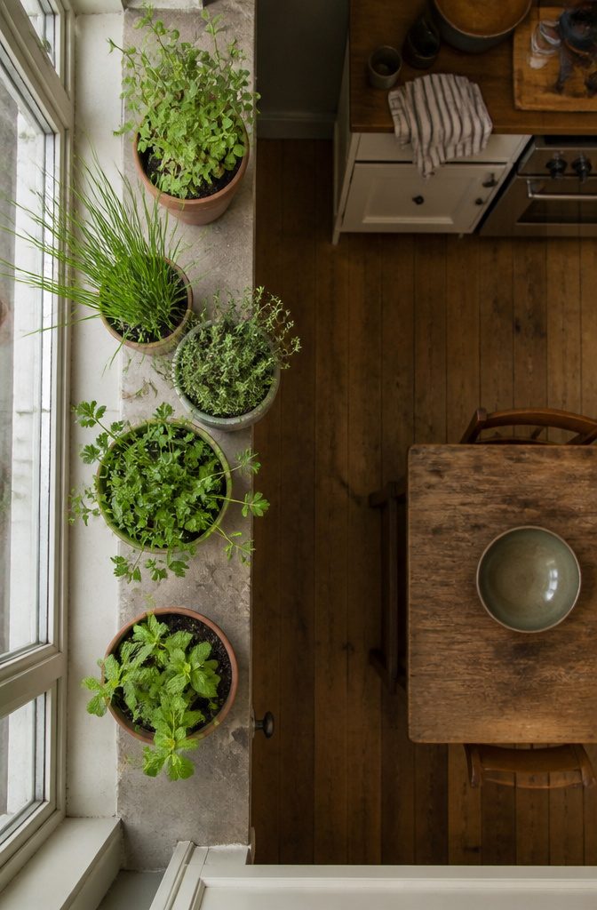 Small potted herbs on a windowsill with leafy green stems