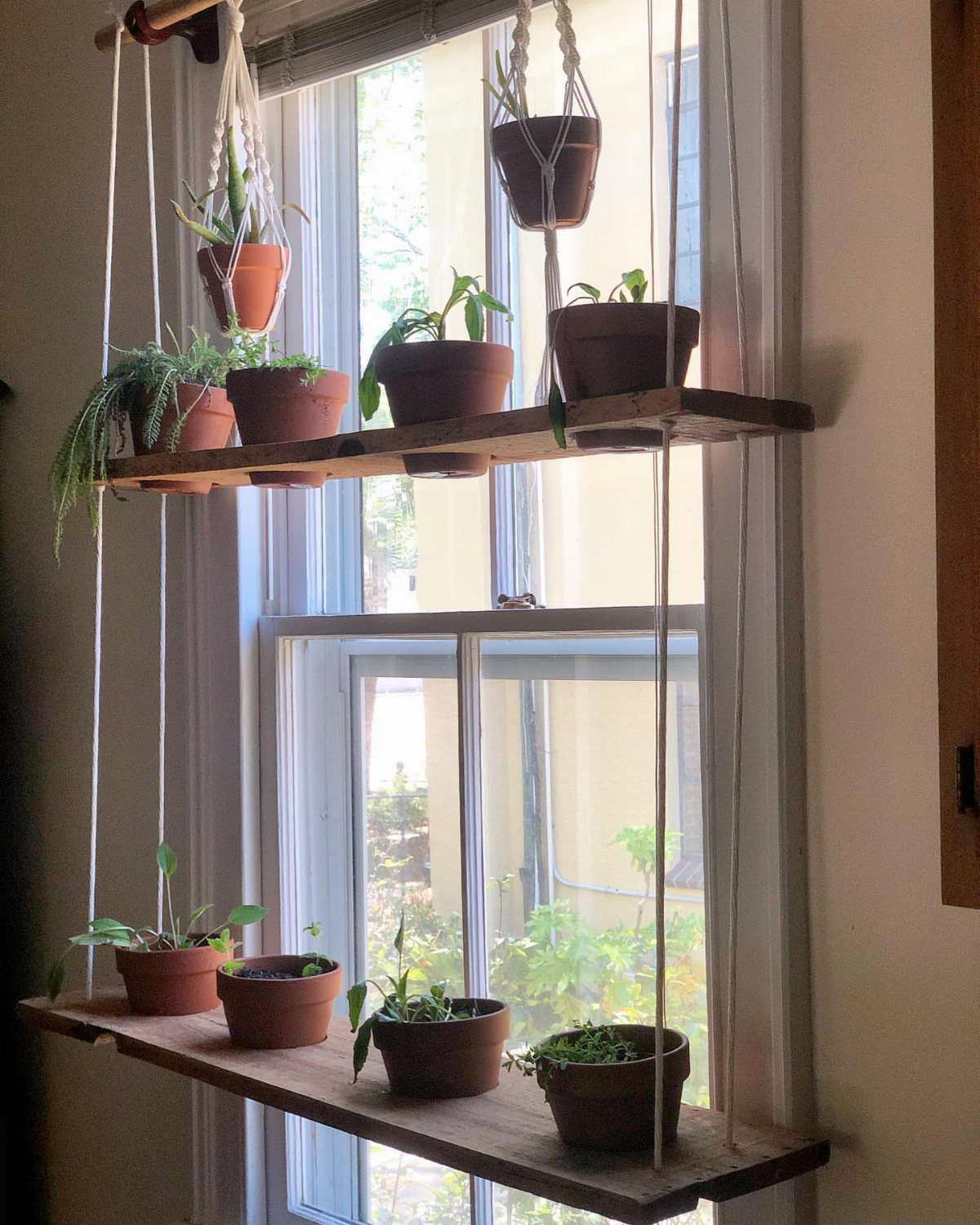Wooden shelves suspended by ropes in a window holding potted green herbs.
