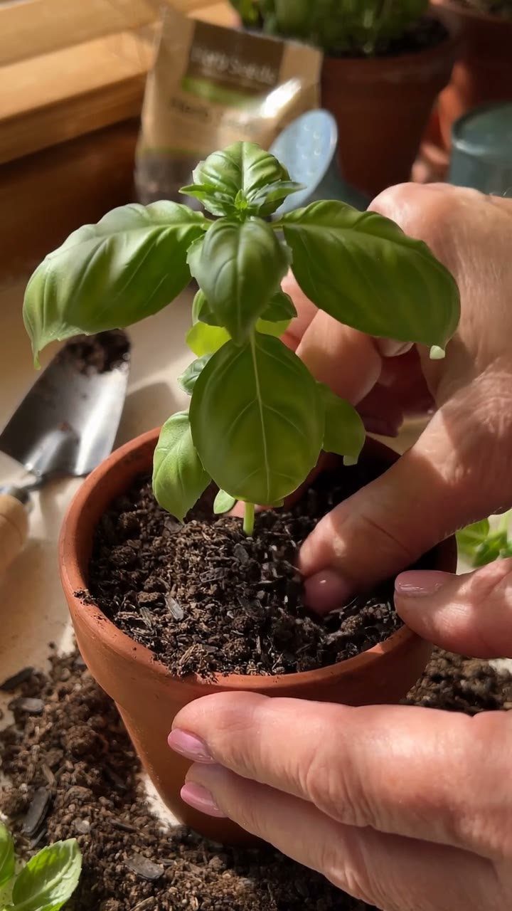 Basil plant in a terracotta pot being planted by a person's hands.