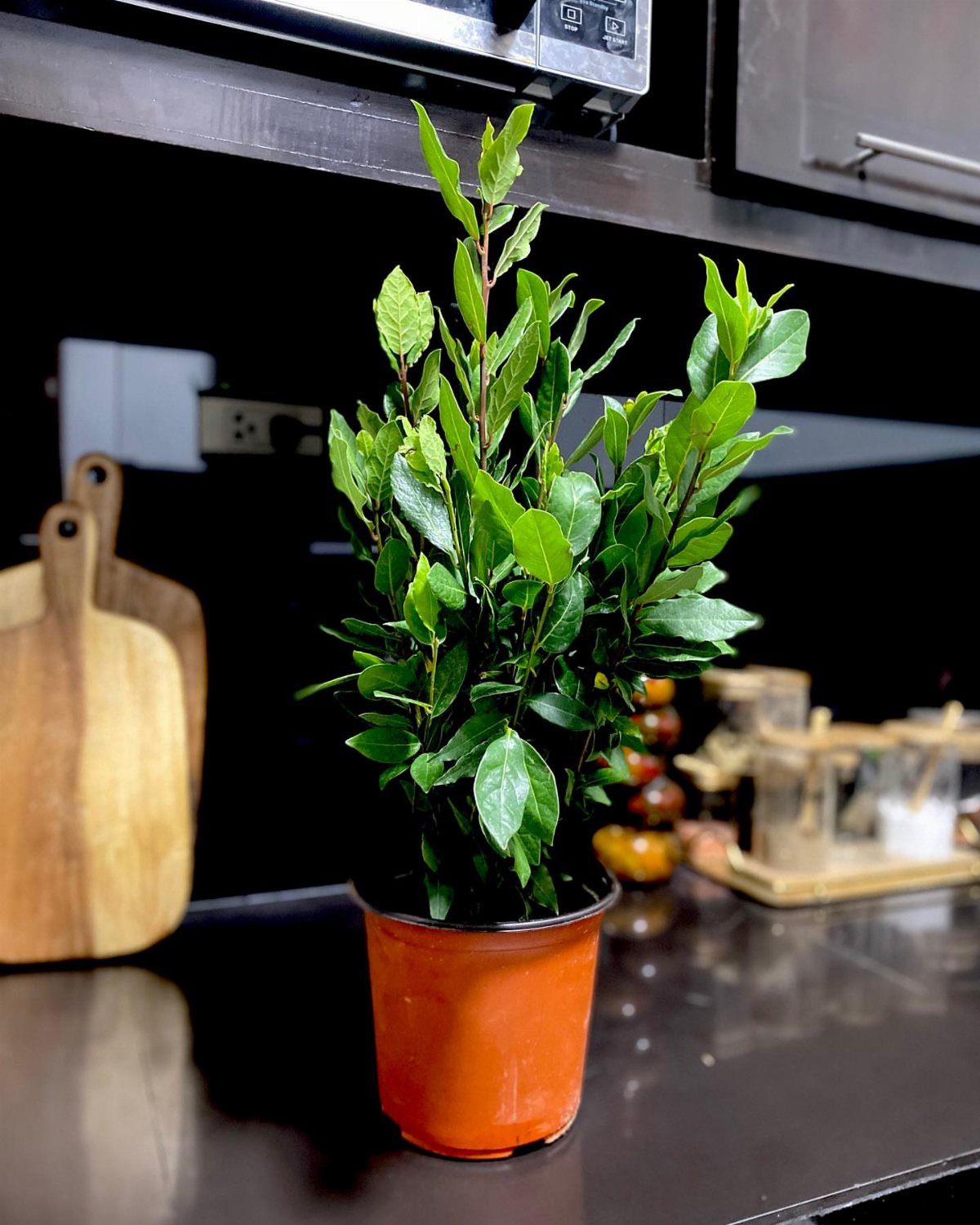 Bay laurel plant in a terracotta pot on a dark kitchen countertop.