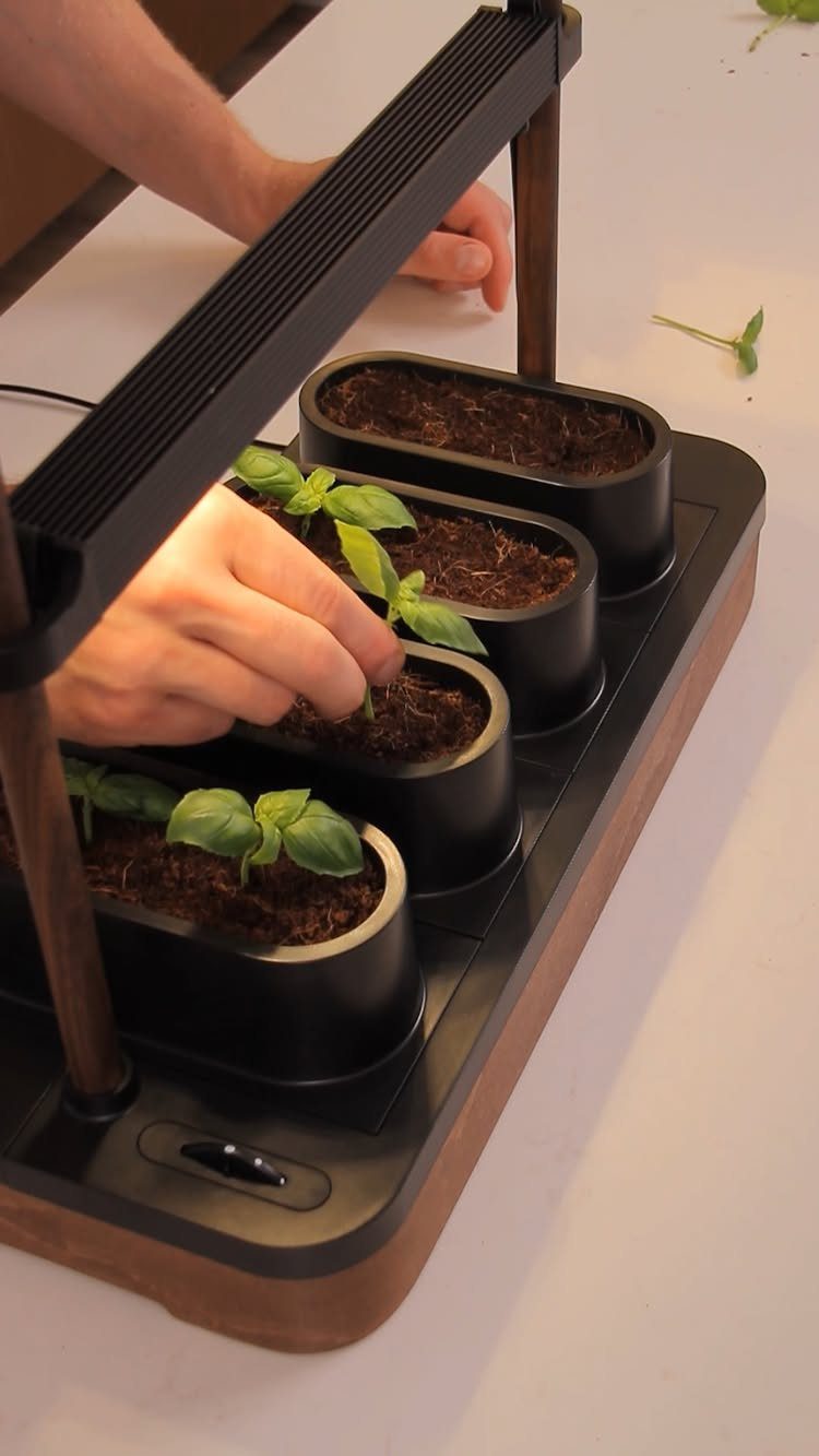 Basil plants in black pots under a black overhead grow light fixture