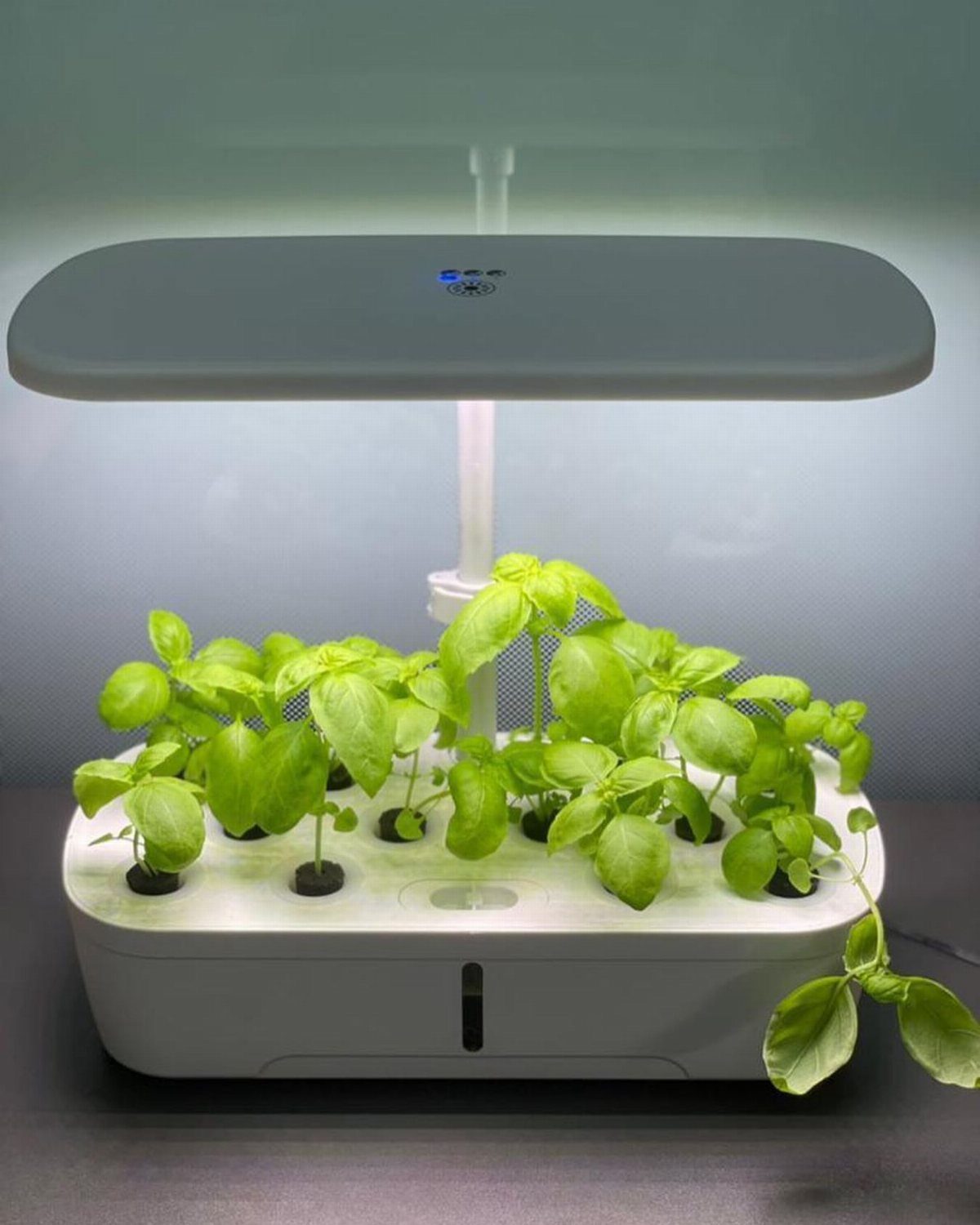 Basil plants growing in a white hydroponic system under a grow light.