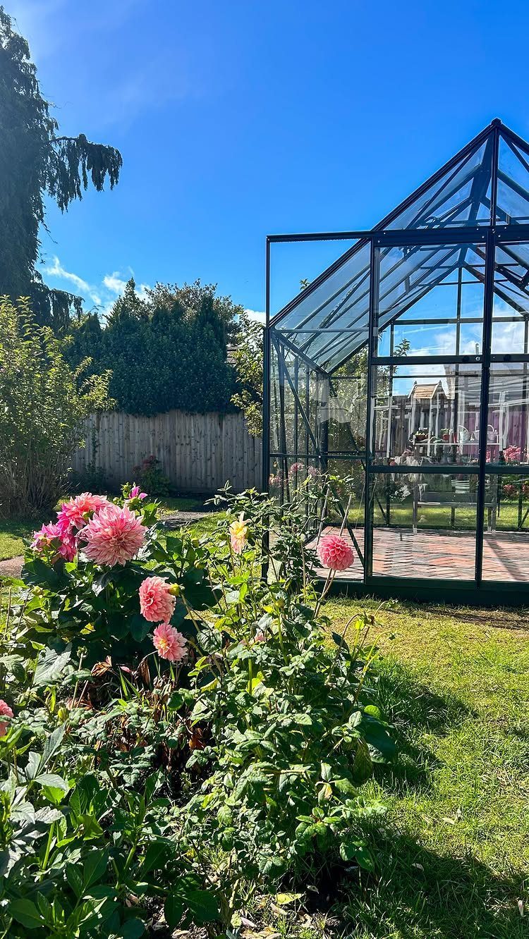 Glass greenhouse with black frame in a garden with pink dahlias.