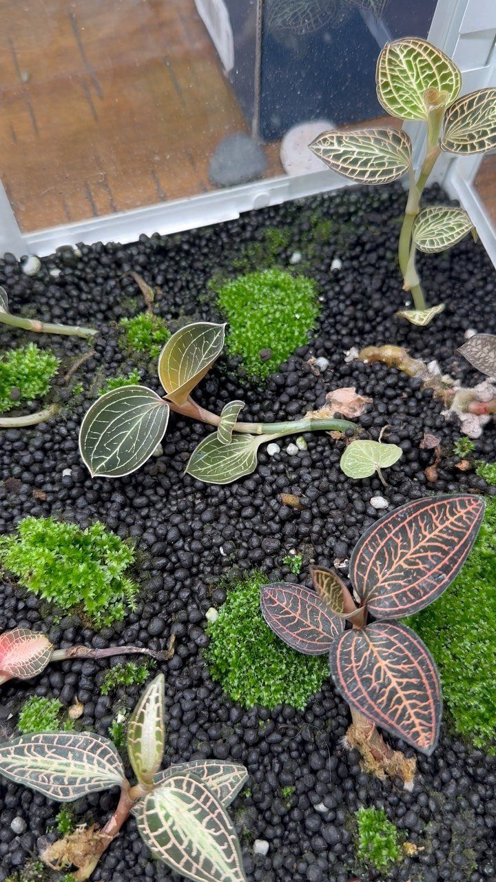 Small patterned plants and moss growing inside a white tabletop greenhouse enclosure.