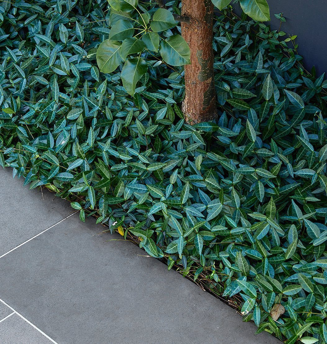 10 Ideas for Landscaping Around Trees, From Moss to Lighting 8 Tree trunk surrounded by a dense carpet of green groundcover plants next to patio.