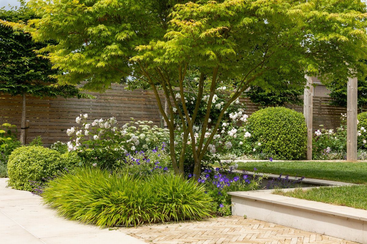 10 Ideas for Landscaping Around Trees, From Moss to Lighting 9 Japanese maple tree with a layered garden of grasses and flowers underneath it.
