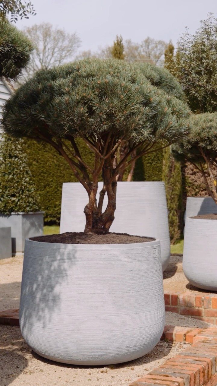 Large grey concrete planters with sculpted pine trees in a sandy garden setting.