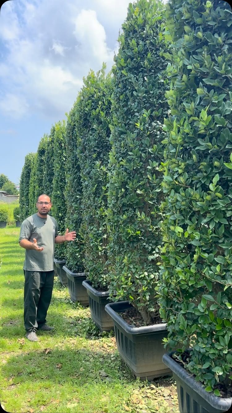 Tall green hedge plants in black rectangular planters forming a privacy screen.
