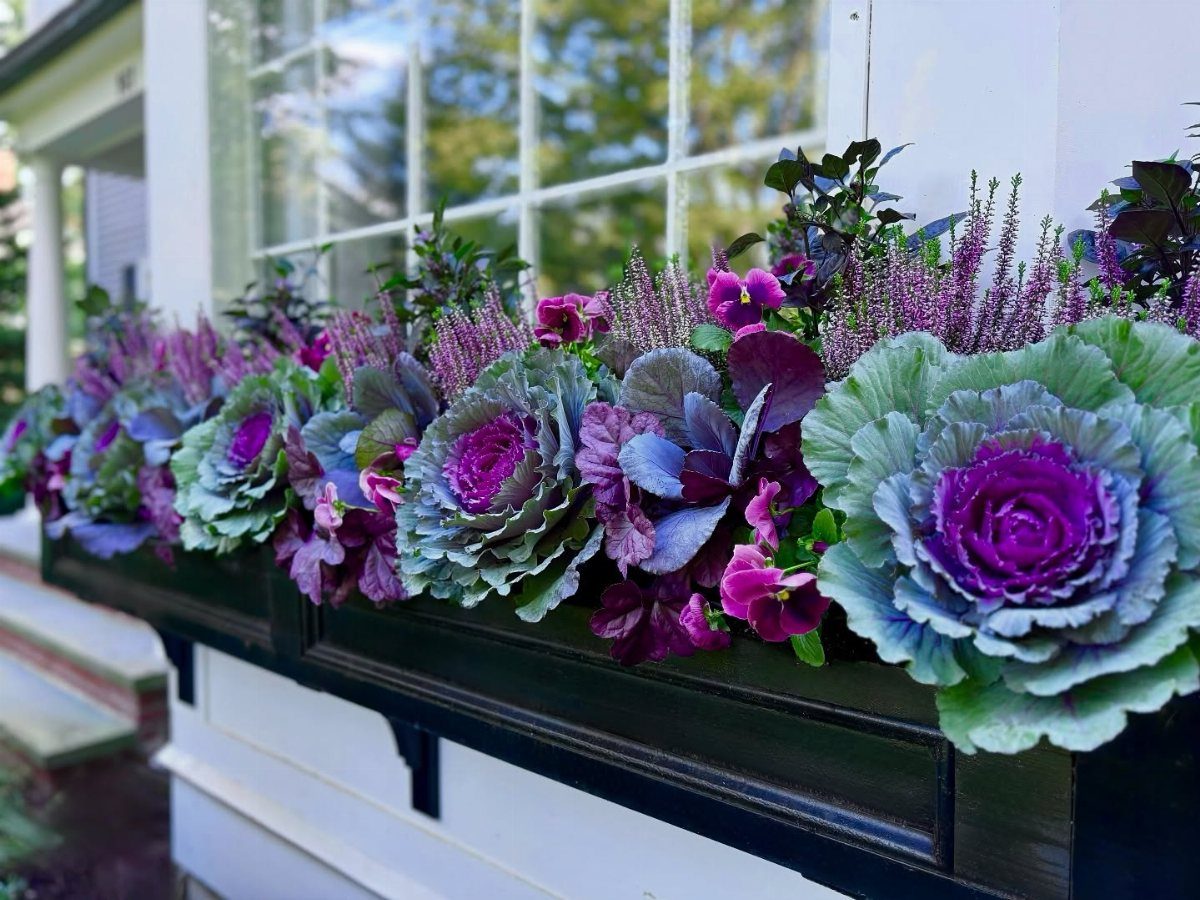 Ornamental kale and purple flowers growing in a black window box planter.