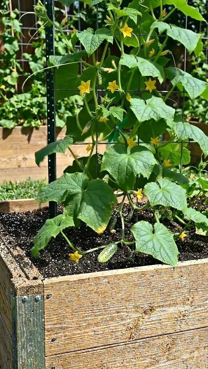 Cucumber plant growing in a wooden raised bed with a black metal trellis.