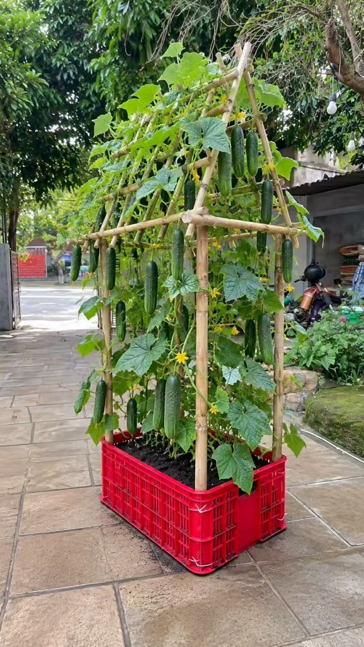 Cucumber plant growing vertically in a red crate with a bamboo trellis support.