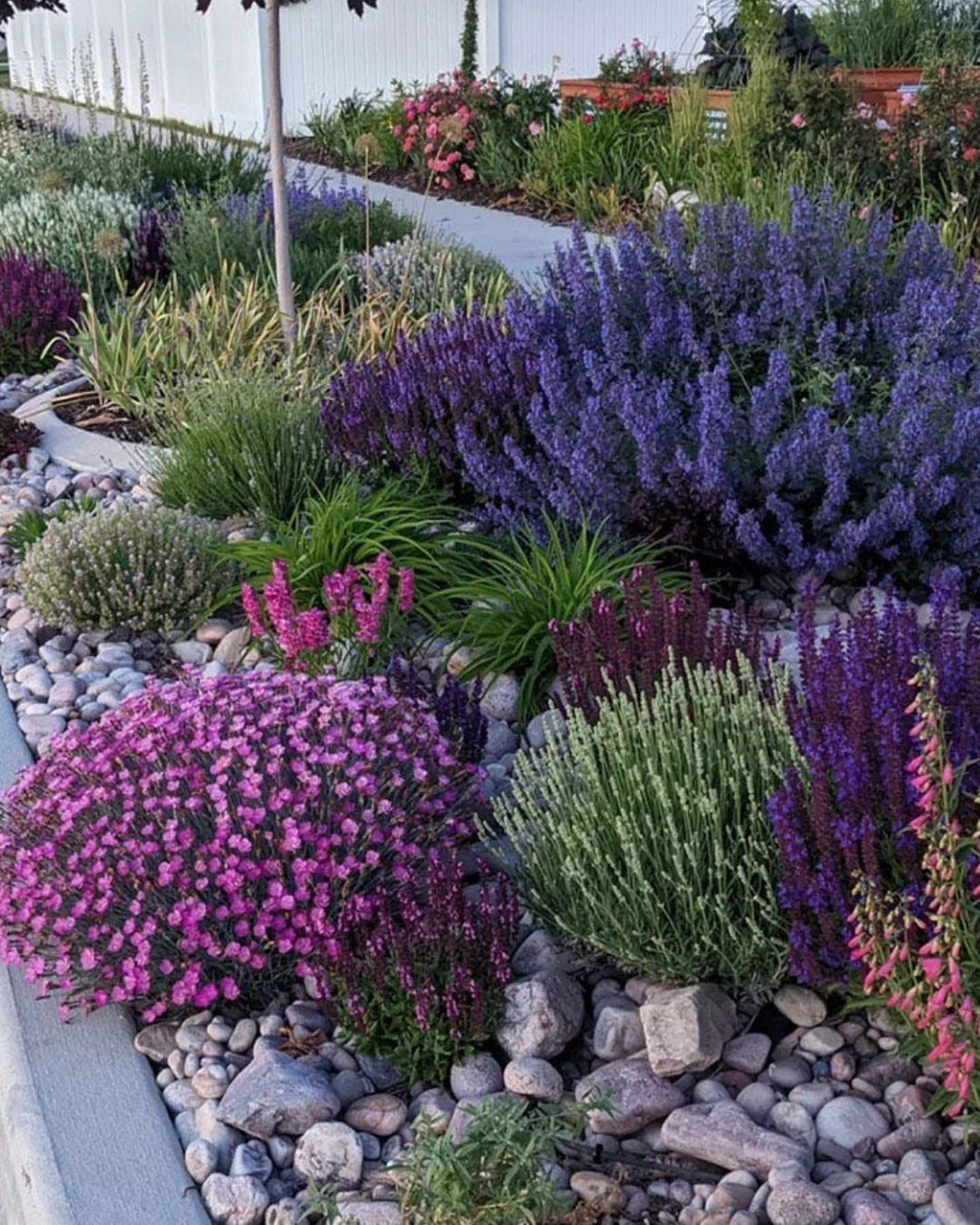 Colorful purple and pink flowers planted in a rock garden along a concrete sidewalk.