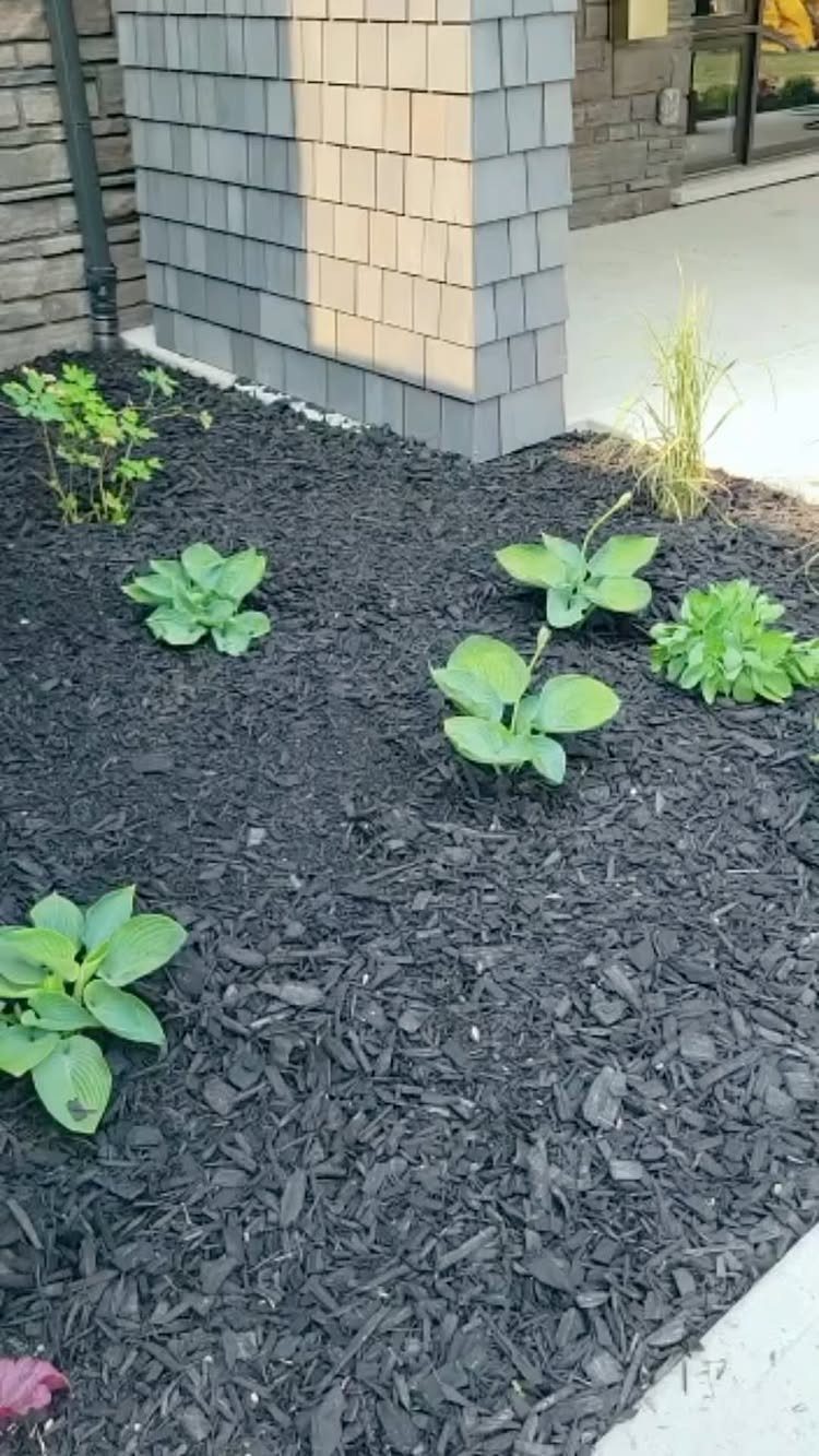 Black mulch garden bed with green hostas and ornamental grass along a sidewalk