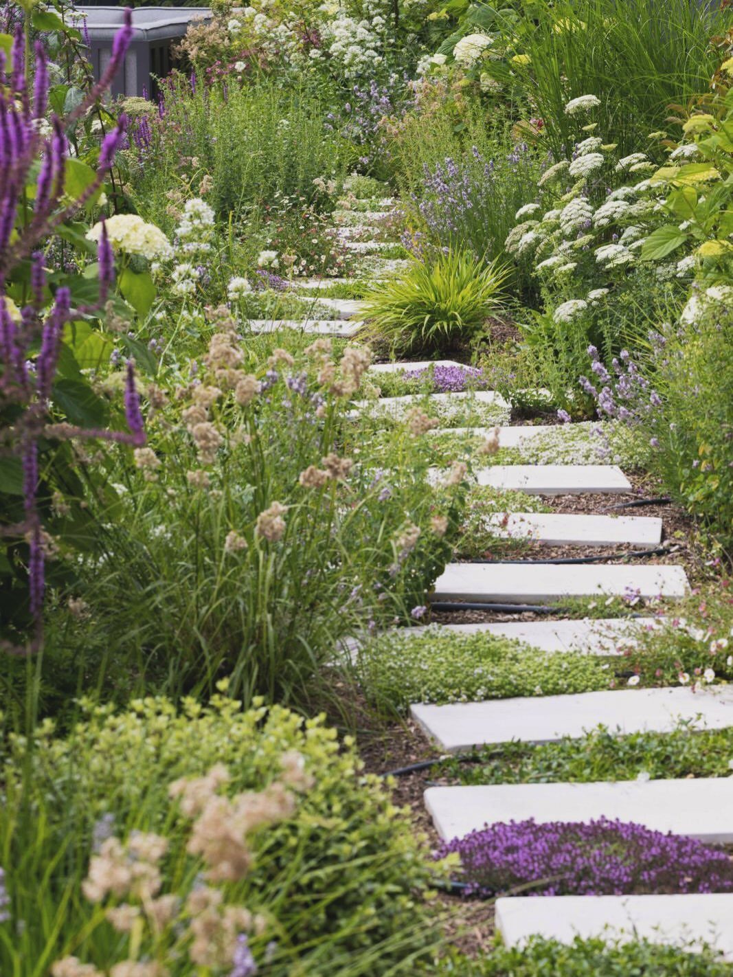 White rectangular stepping stones forming a path through a garden of wildflowers and grasses.
