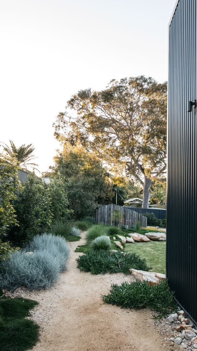 Dirt garden path bordered by silvery-blue shrubs, green grasses, and large natural rocks.